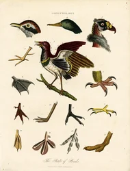 Las partes de las aves (Ornitología)