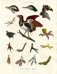 Las partes de las aves