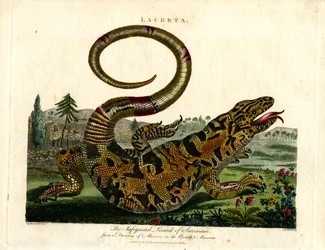 El lagarto varano de Surinam