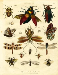 Los siete órdenes de insectos