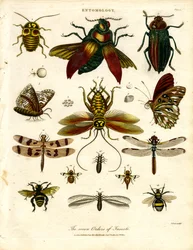 Los siete órdenes de insectos