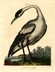 La grulla blanca de Japón