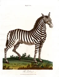 La cebra