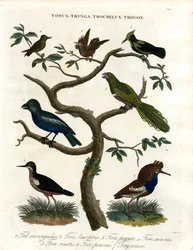 Todus;Tringa;Trochilus y Trogon