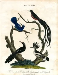Upupa y Yunx (abubilla y torcecuello)