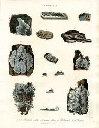 Varias especies de líquenes del género Parmelia