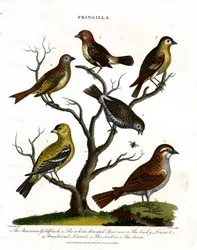Varias especies de pinzones (Fringilla)
