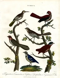 Varias especies de zorzales (Turdus)