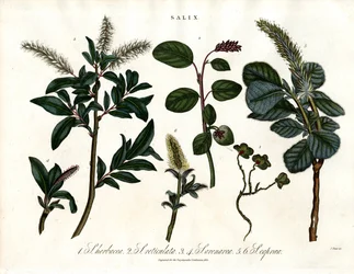 Varias especies de sauces (Salix)