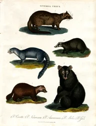 Viverra y Ursus: varias especies de civetas y osos