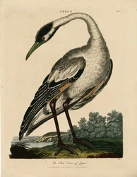 Grulla blanca de Japón (Ardea)