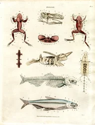 Ilustraciones anatómicas zoológicas (Lámina 5)