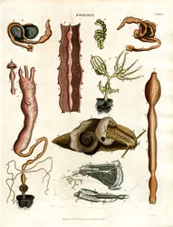 Zoología Lámina I: Ilustraciones anatómicas de diversos animales