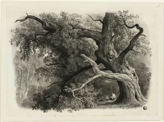 Árbol viejo en Billah - Bosque de Sherwood