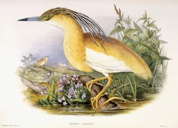 Buphus Comatus, c.1862-3 (placa litografiada coloreada a mano)