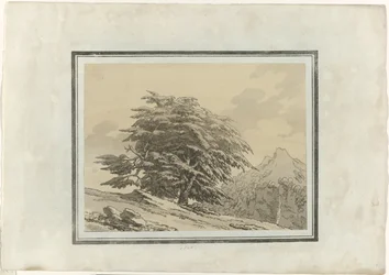 Cedro