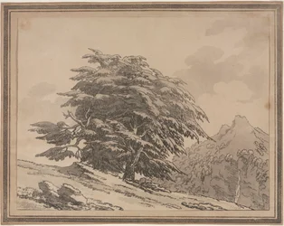 Delineaciones del carácter general Ramificaciones y follaje de árboles forestales: cedro