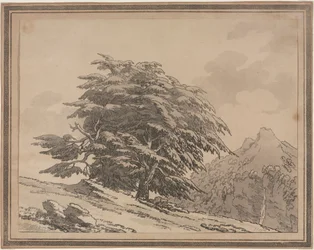 Delineaciones del carácter general, ramificaciones y follaje de los árboles del bosque: Cedro