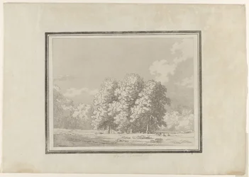 Castaño de Indias