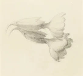 Campanillas de prímula, probablemente 1871