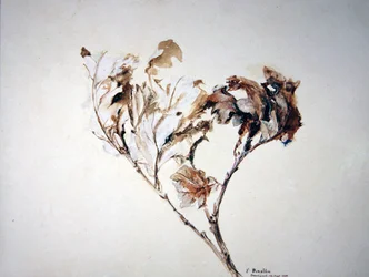 Estudio de hojas de roble