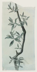 Estudio de hojas de sauce, c.1857 (lápiz y acuarela sobre papel)