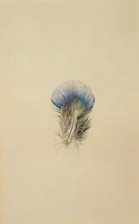 Estudio de una pluma de pavo real, 1873