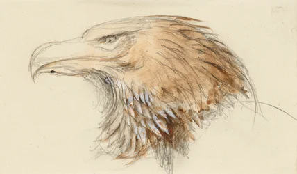 La cabeza de un águila real común, del natural, 8-11 de septiembre de 1870