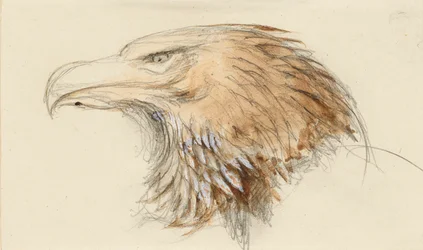 La cabeza de un águila real común, del natural, 8 - 11 de septiembre de 1870