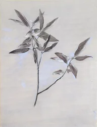 Superficie inferior de una rama seca de olivo, recogida en Verona, después de 1878