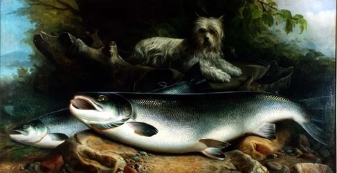 Vigilando la pesca del día; un Skye Terrier con un salmón macho y otro hembra