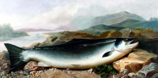 Naturaleza Muerta de un Salmón en la Orilla de un Río en un Paisaje Montañoso