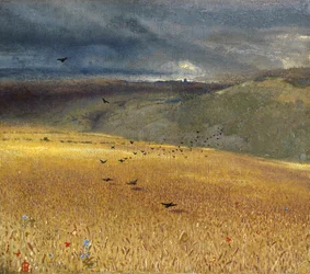 Campo de trigo