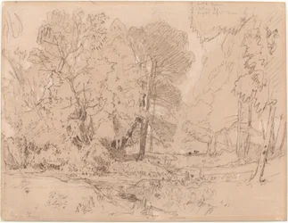 Paisaje Boscoso