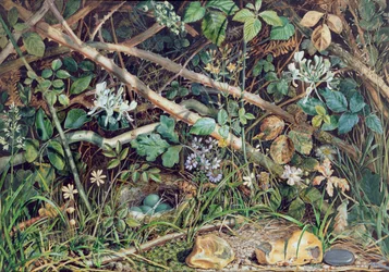 Nido de pájaro entre zarzas, madreselva y maleza, 1858