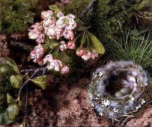 Nido de Pájaro y Flor de Manzano
