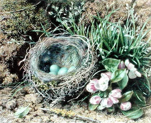 Nido de pájaro y flor