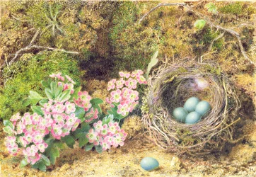 Nido de pájaros y floración
