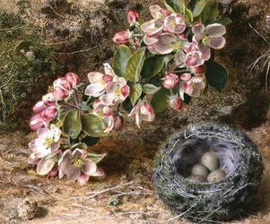 Flor y nido de pájaro