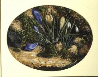 Crocus y campanillas de invierno