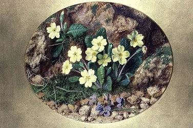 Prímulas y violetas