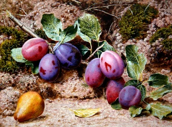 Naturaleza muerta con ciruelas y una pera en un banco musgoso