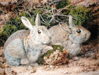 Dos conejos