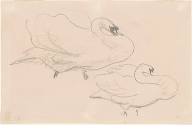 Estudios de un cisne