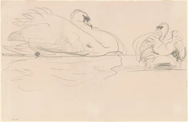 Cisnes en el Agua