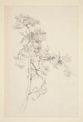 árbol y follaje