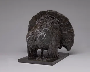 Pavo