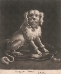 Un perro pequeño, con collar.