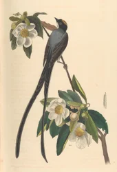 Tijereta, Gordonia lasianthus, 1840-44