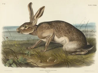 Liebre texana, 1848
